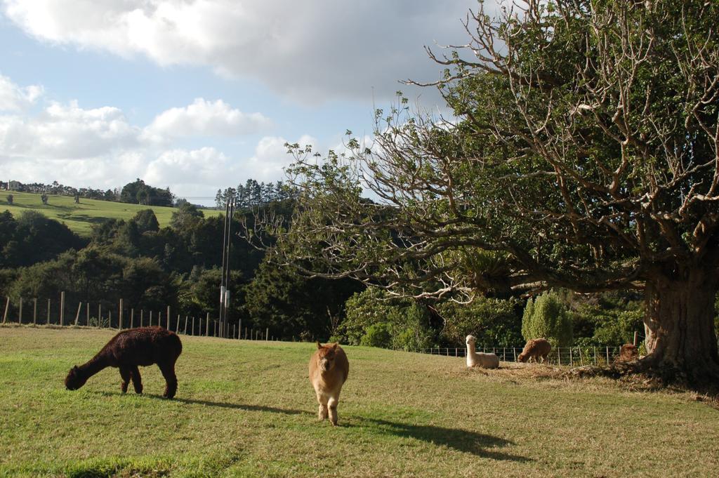 Kohinui Glade Holiday Cottage Parua Bay ภายนอก รูปภาพ